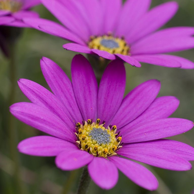Osteospermum Ecklonis Flower seeds for Planting Premium Quality Heirloom & GMO Free Seeds for Home Garden