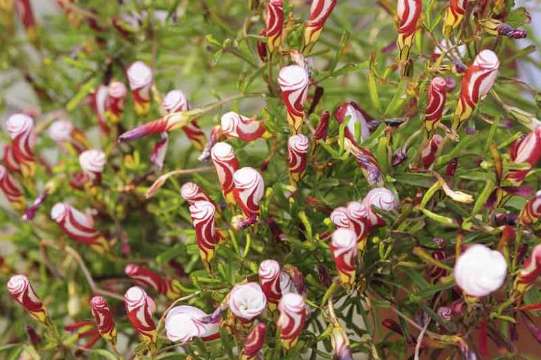 Oxalis Versicolor Flower seeds for Planting Seasonal Bloomer Heirloom & GMO Free Seeds for Home Garden