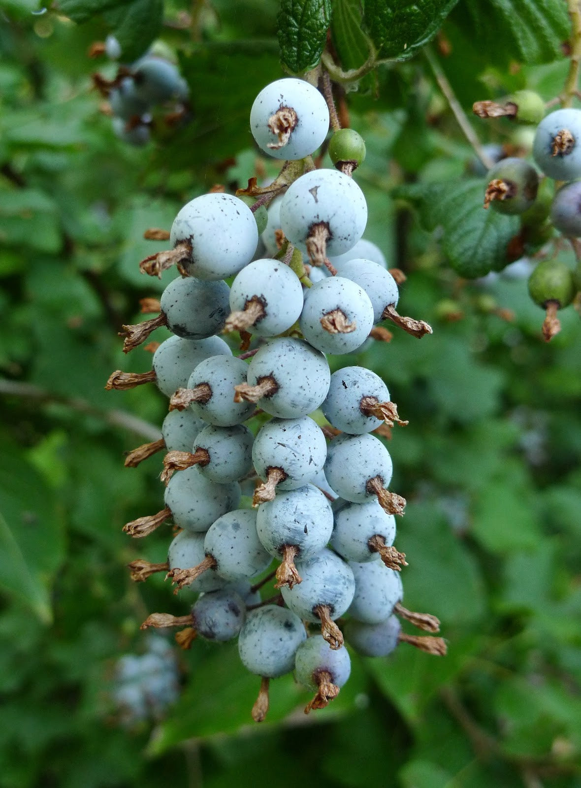 Red Flowering Currant (Ribes Sanguineum) Blood Currant Edible Fruit Blue & Black Berries Shrub Seeds