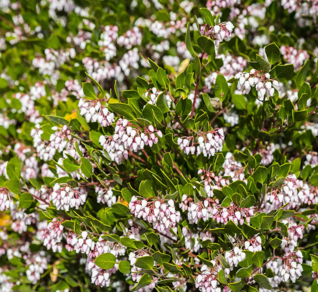 Whiteleaf Manzanita Flower seeds for Planting - Low Maintenance, Heirloom & GMO Free Seeds for Home Garden