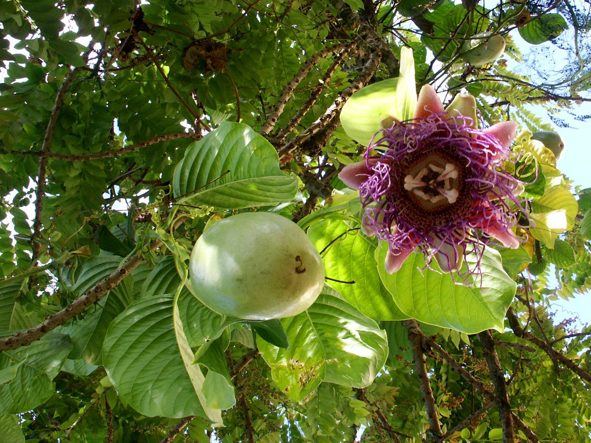Giant Granadilla (Passiflora Quadrangularis) Red Passion Flower Vine Seeds - Yellow Fruit