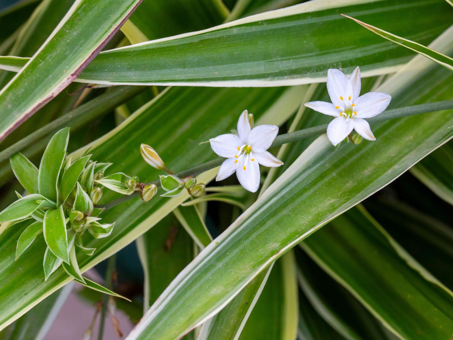 Chlorophytum Flower seeds for Planting Seasonal Bloomer Heirloom & GMO Free Seeds for Home Garden