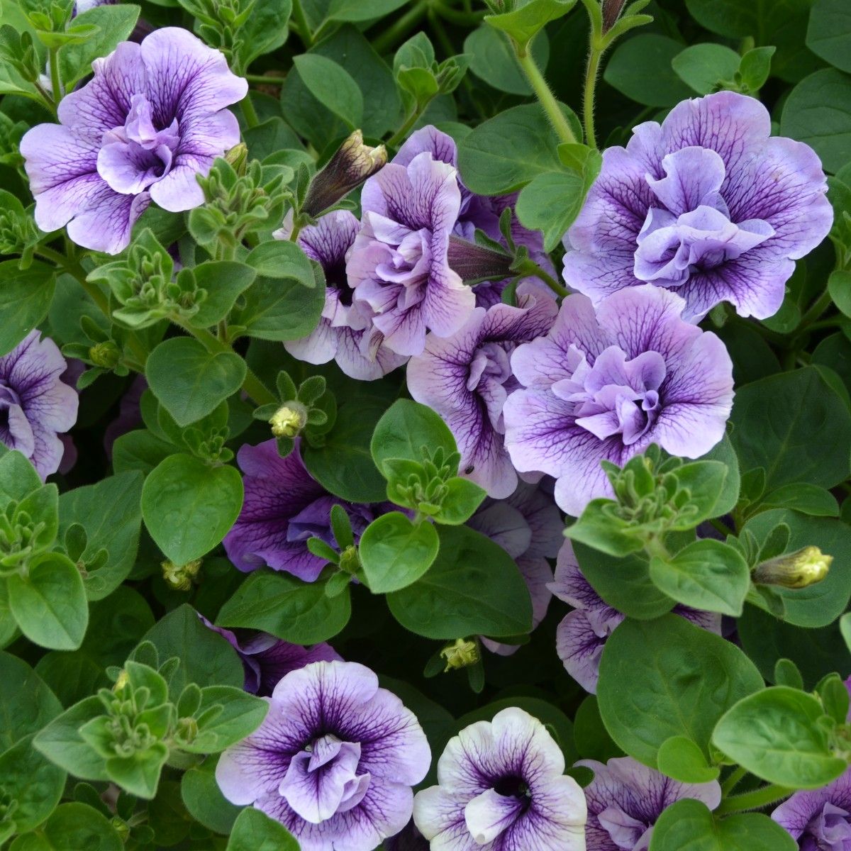 Light Violet Double Petal Petunia Seeds, Heirloom Non-GMO Fragrant Flowers for Home Garden