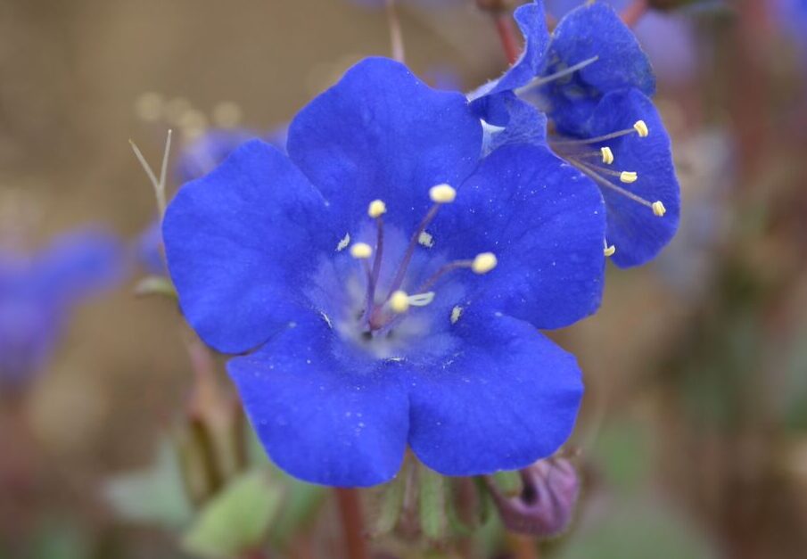 California Bluebell Flower seeds for Planting Colorful Display Heirloom & GMO Free Seeds for Home Garden