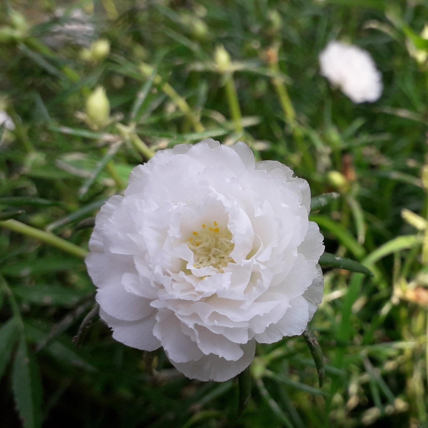 Moss Rose Flower seeds for Planting Perfect for Borders Heirloom & GMO Free Seeds for Home Garden