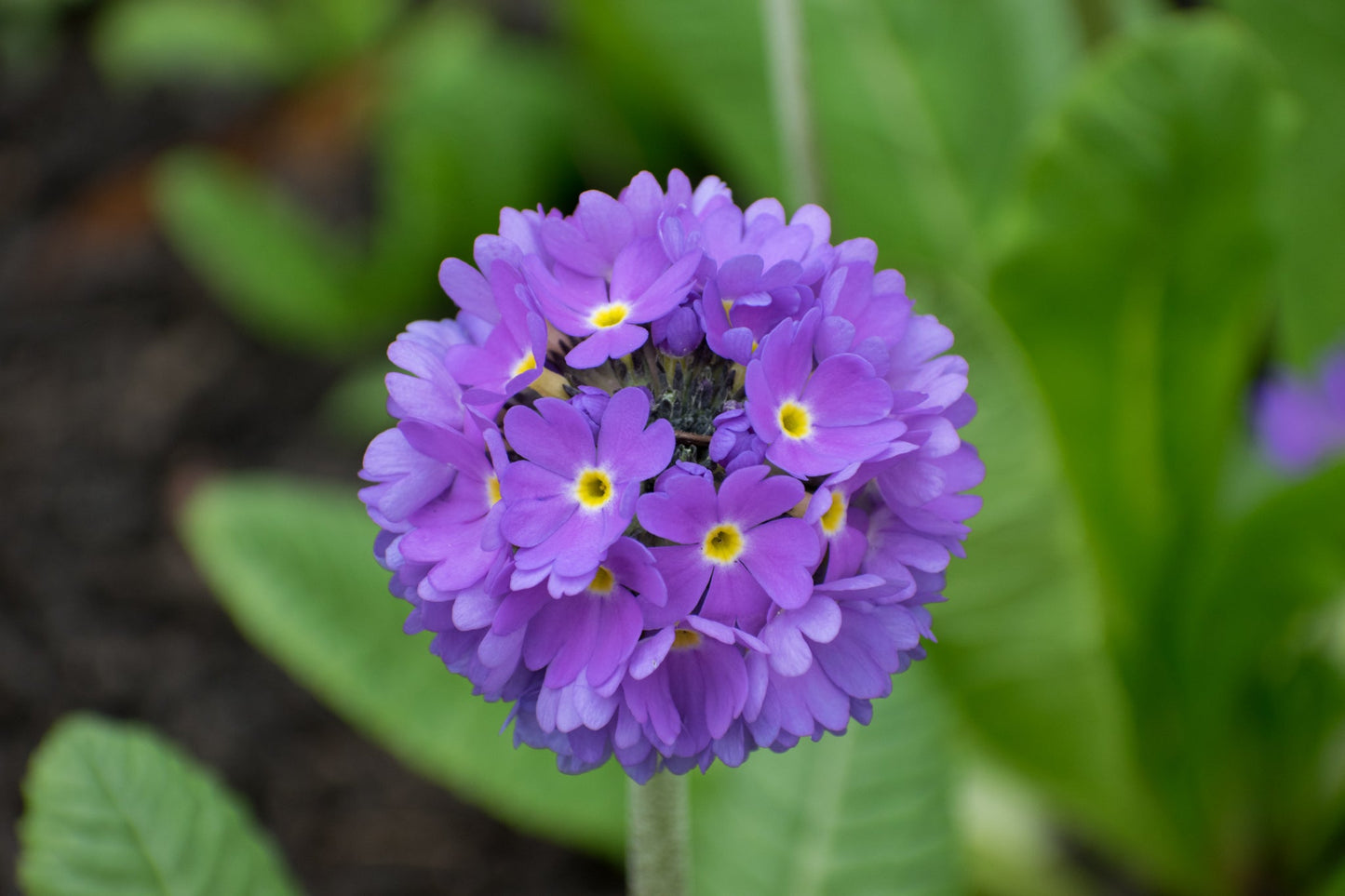 Heirloom Denticulata Flower seeds for Planting Wildflower Mix Heirloom & GMO Free Seeds for Home Garden