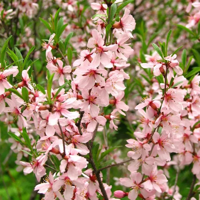 Dwarf Russian Almond (Prunus Tenella) - Rose Red & Pink Fragrant Flower Shrub Seeds