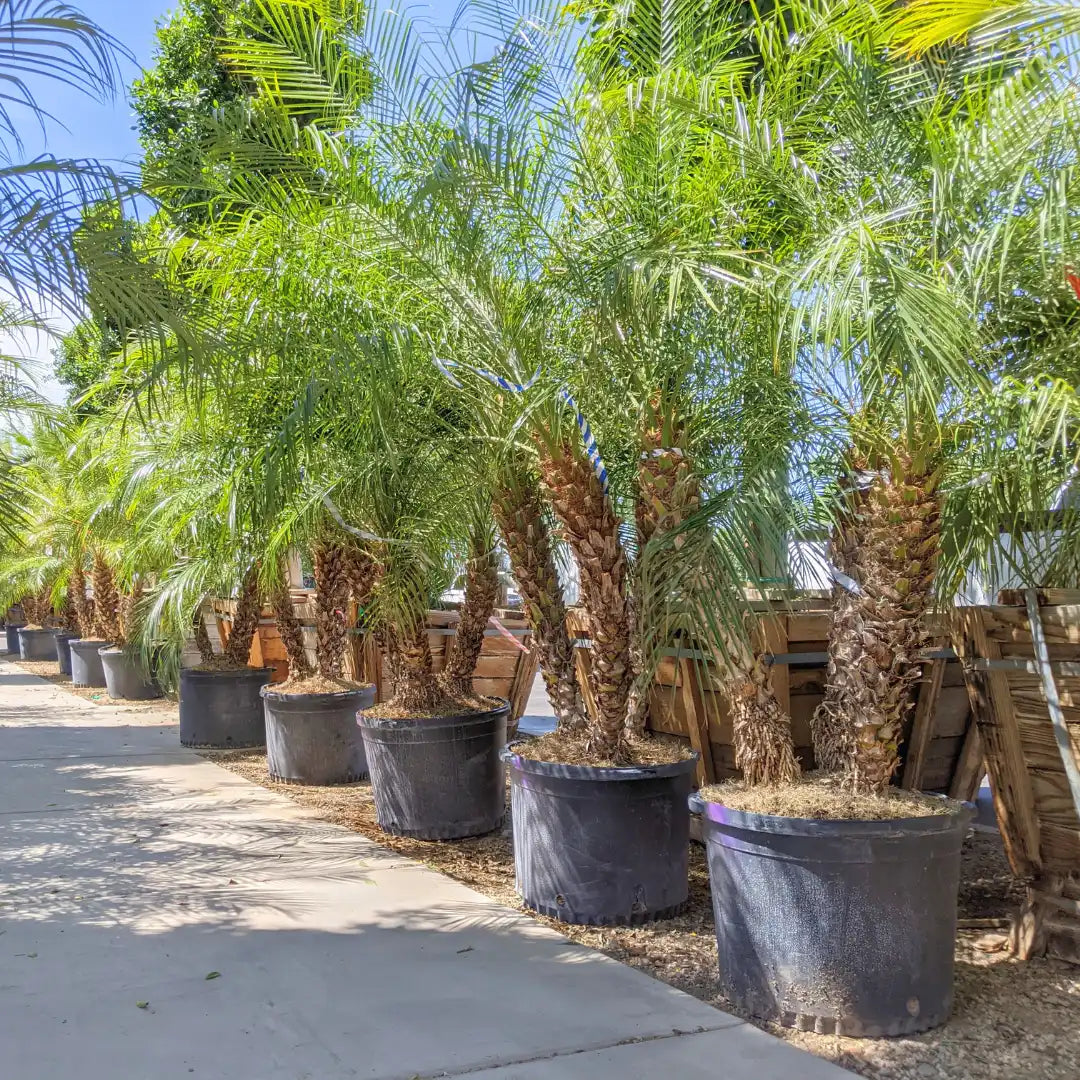 Pygmy Date Palm Tree Seeds for Planting - Compact Growth for Your Garden
