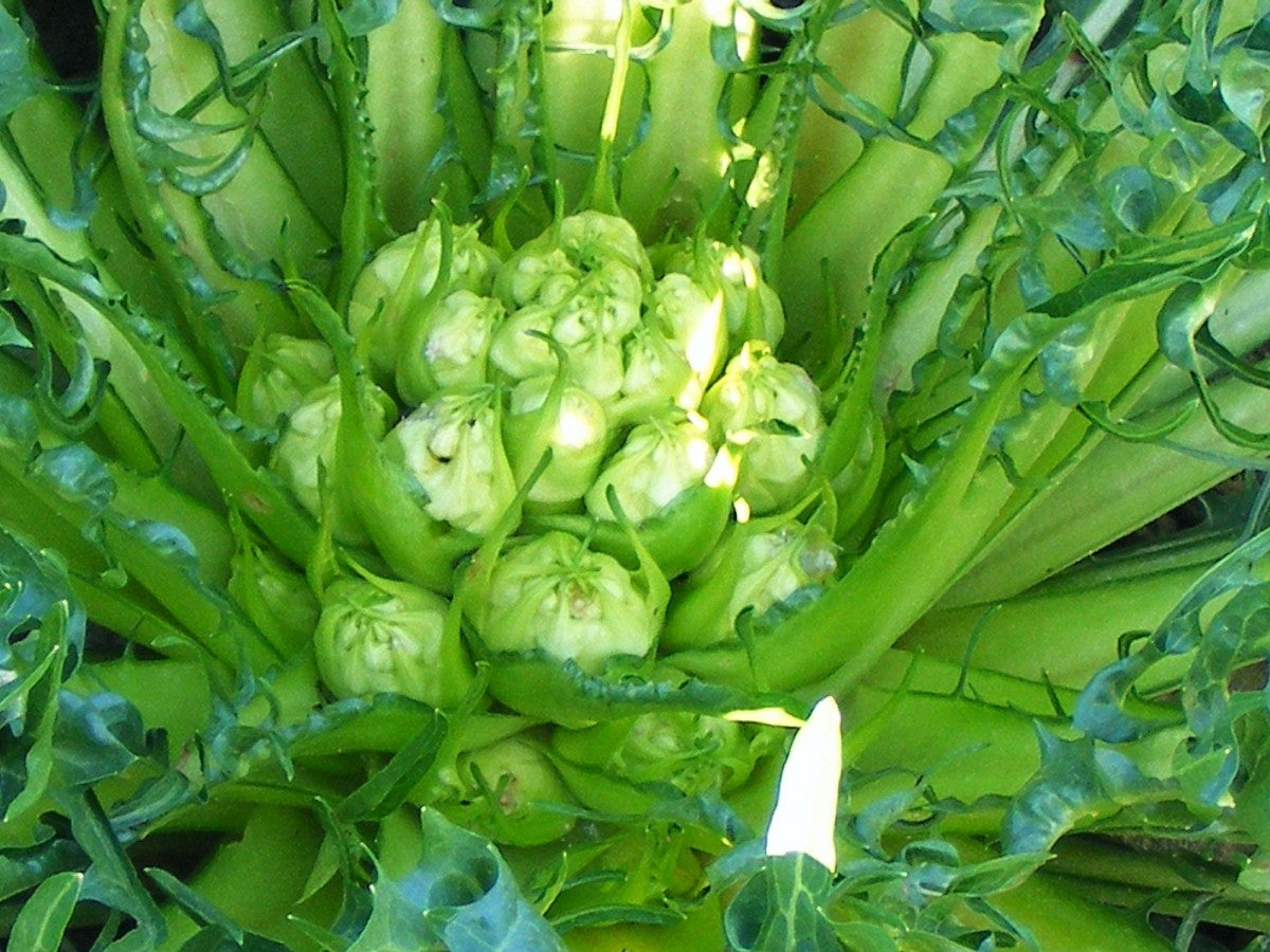 Puntarelle Flower seeds for Planting Vibrant Colors Heirloom & GMO Free Seeds for Home Garden