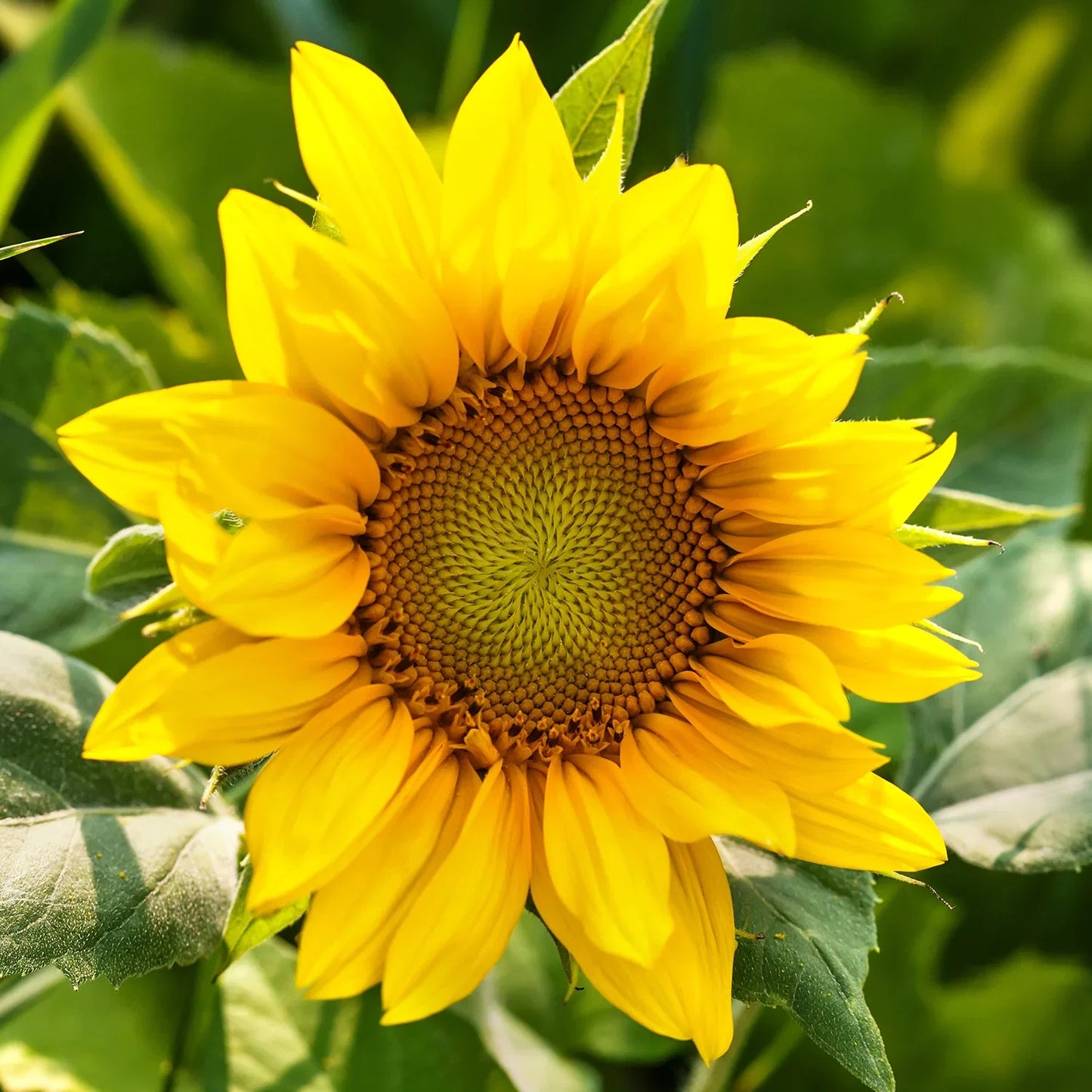Heirloom SunFlower seeds for Planting Premium Quality Heirloom & GMO Free Seeds for Home Garden