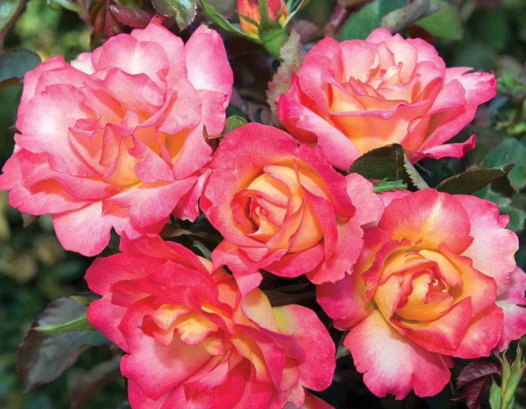 Sorbet Roses Floribunda Flower seeds for Planting Pollinator Friendly Heirloom & GMO Free Seeds for Home Garden