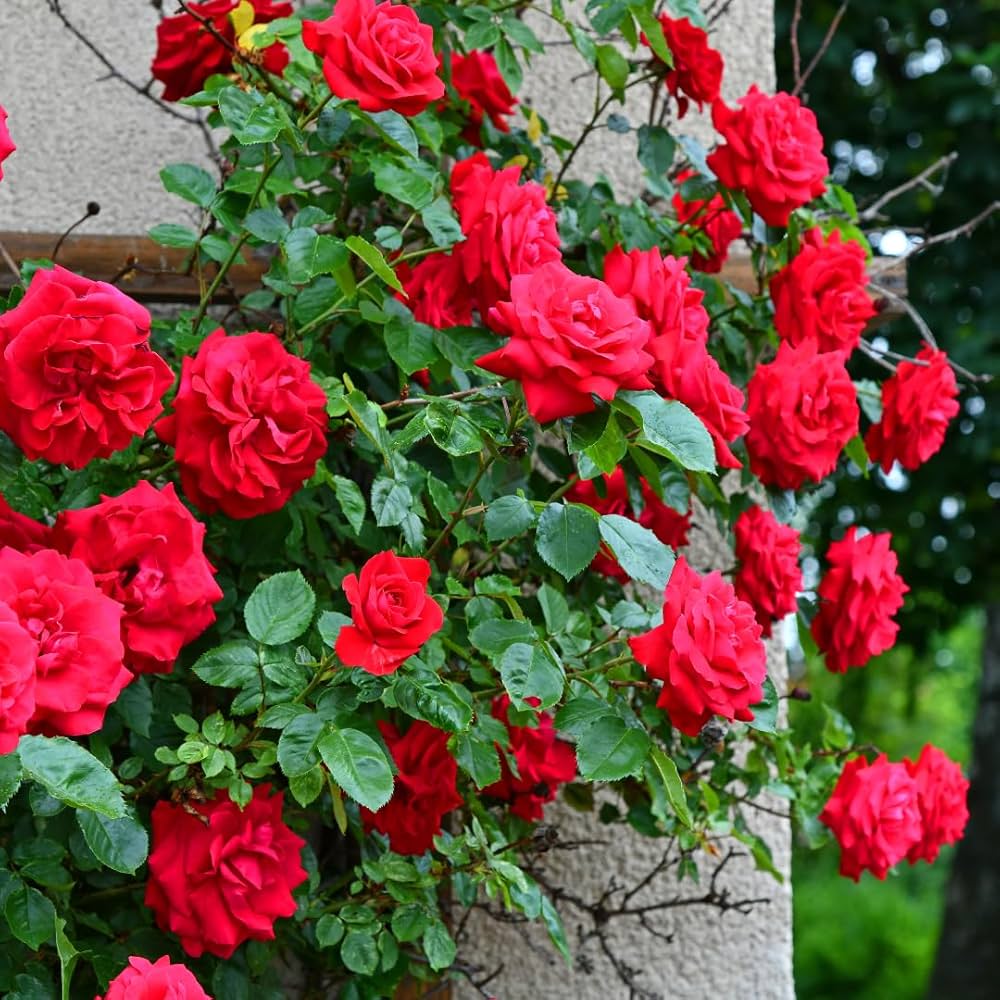 Rose Bush Flower seeds for Planting Vibrant Colors Heirloom & GMO Free Seeds for Home Garden