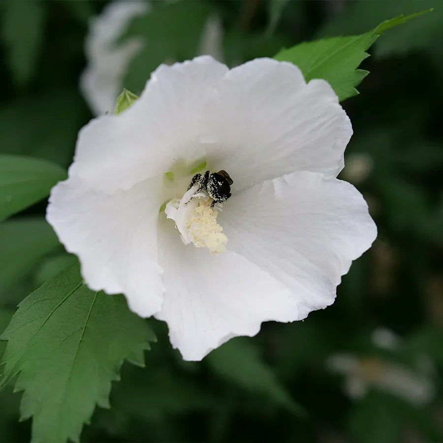 Sharon Flower seeds for Planting Wildflower Mix Heirloom & GMO Free Seeds for Home Garden