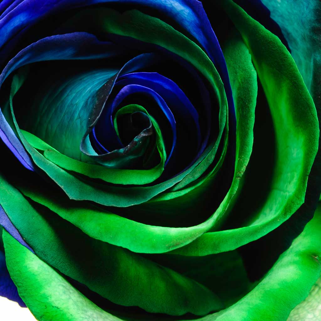 Blue Green Rose Flower Seeds For Planting