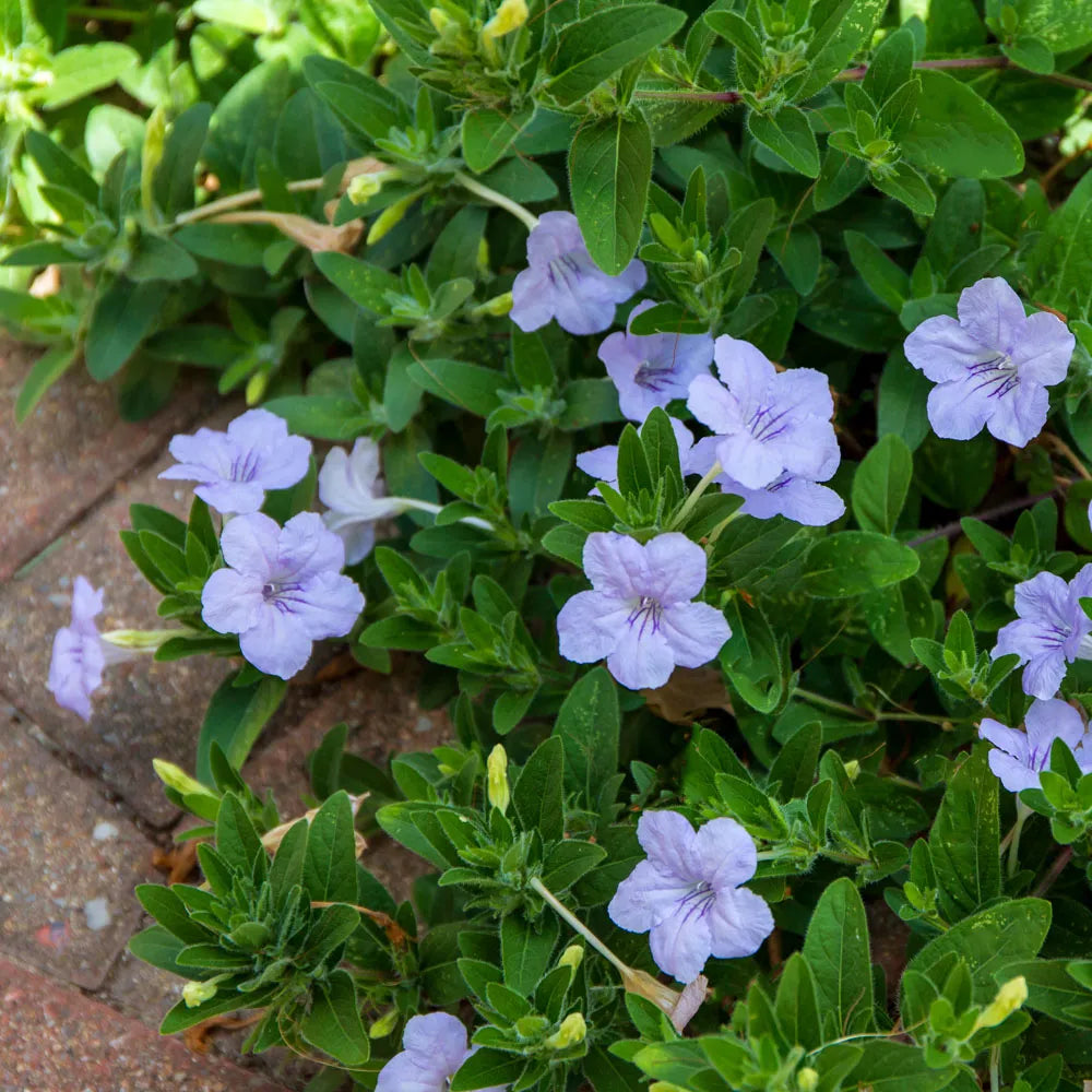 Ruellia Humillis Planting Flower Seeds