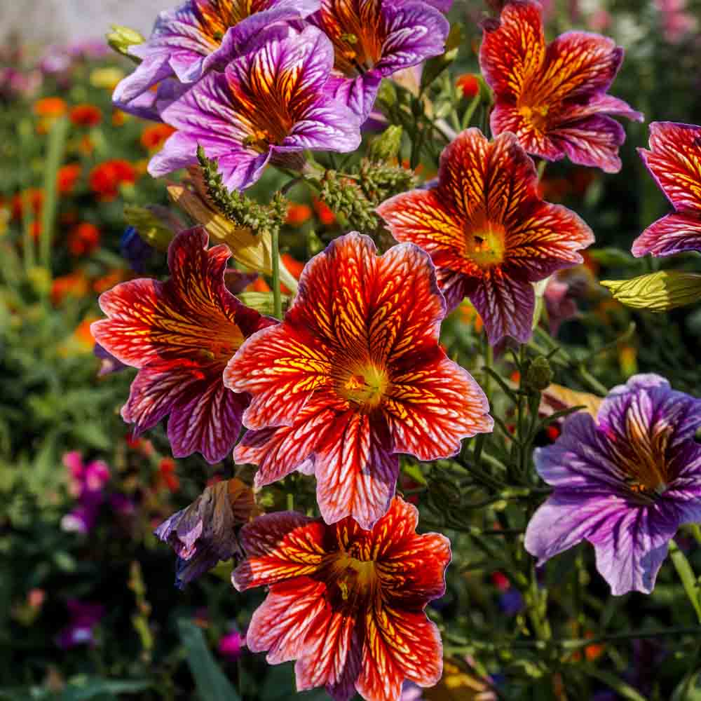 Heirloom Salpiglossis Flower seeds for Planting Fragrant Blossoms Heirloom & GMO Free Seeds for Home Garden