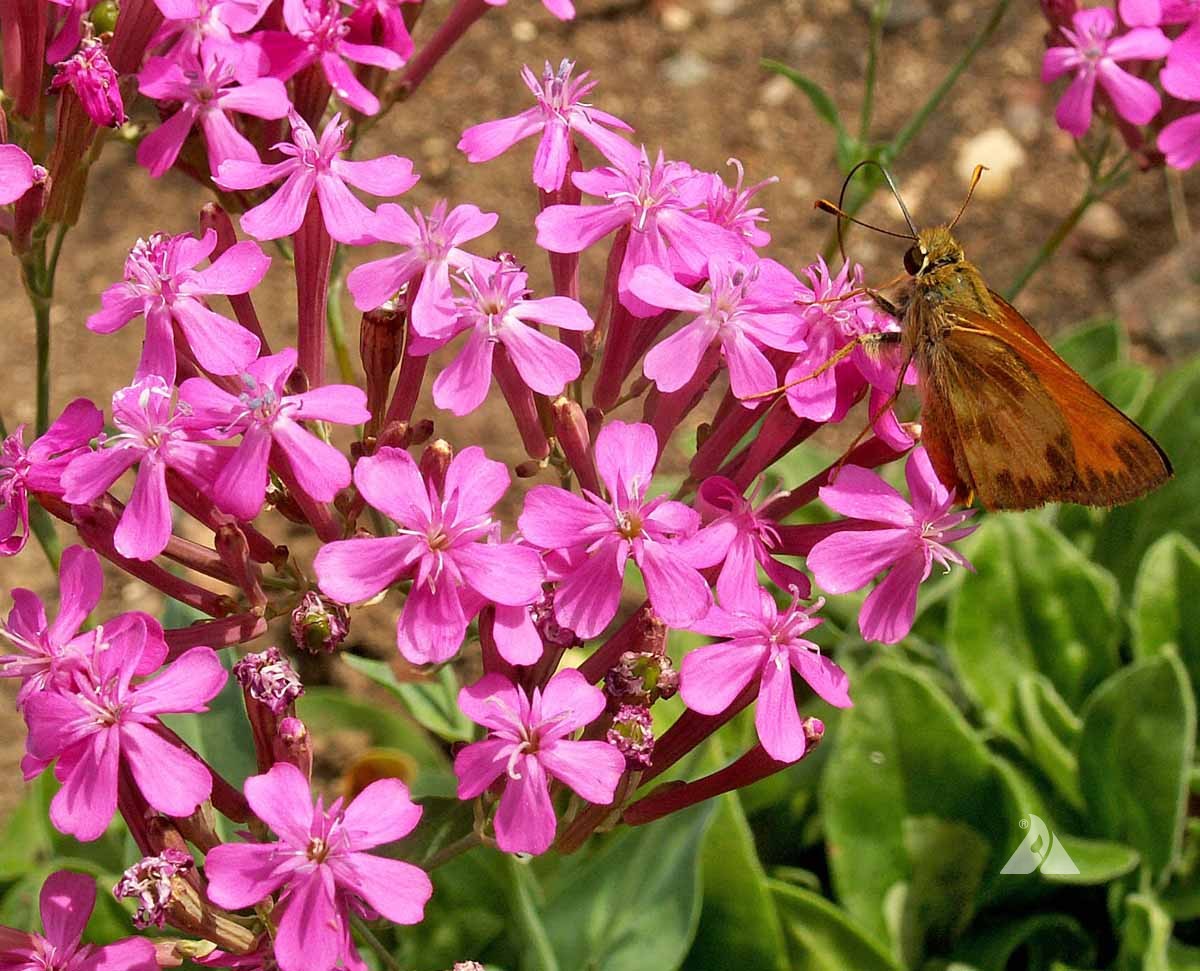 Catchfly Flower seeds for Planting Compact Growth Heirloom & GMO Free Seeds for Home Garden