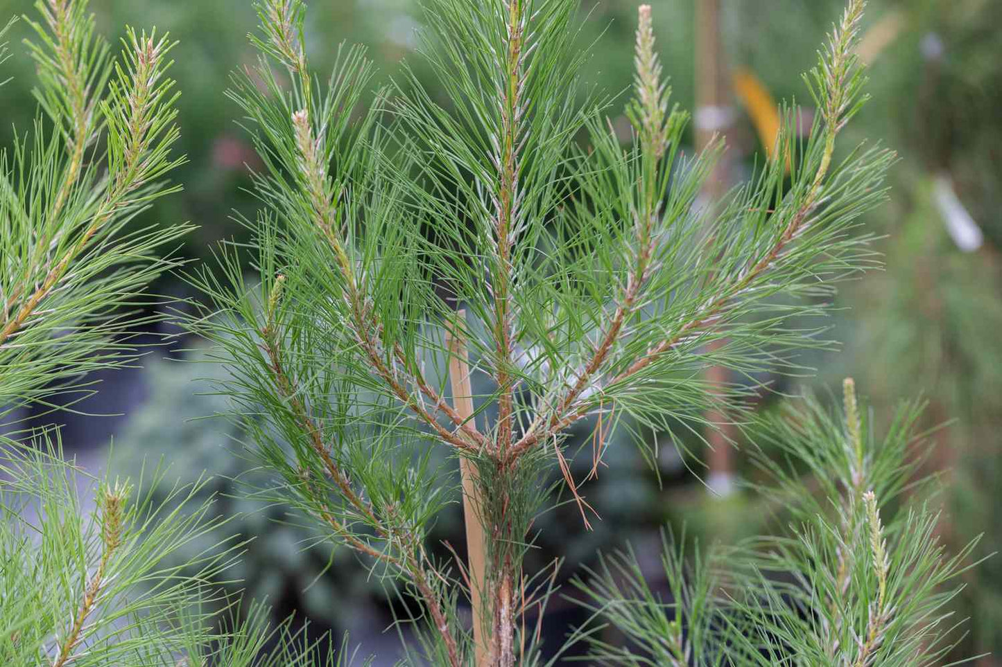 Green Loblolly Pine Tree Seeds For Majestic Planting