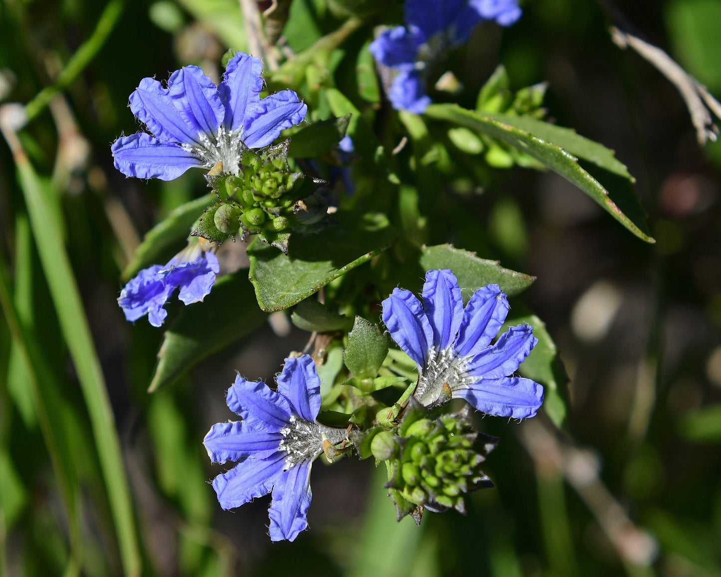 Crassifolia Flower seeds for Planting Hardy Variety Heirloom & GMO Free Seeds for Home Garden