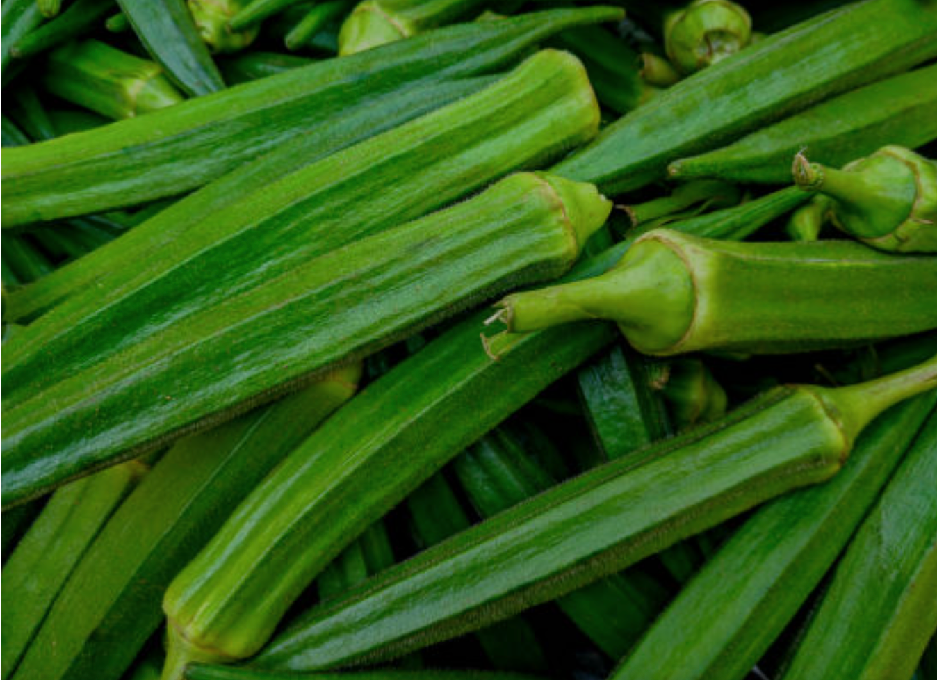 Okra Seeds for Easy Planting