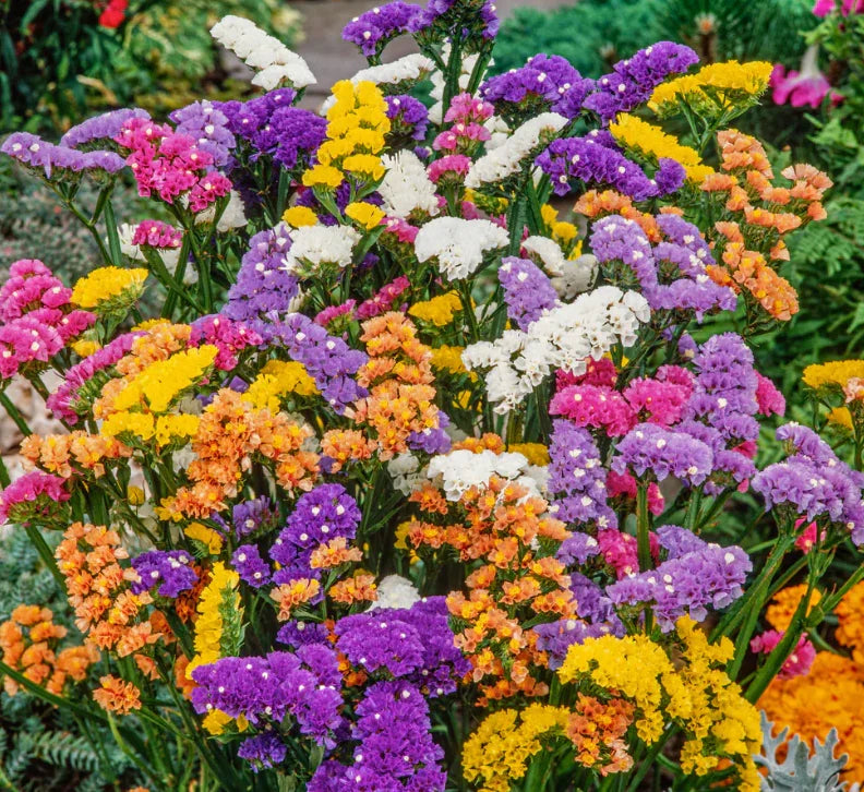 Heirloom Statice Flower seeds for Planting Vibrant Colors Heirloom & GMO Free Seeds for Home Garden