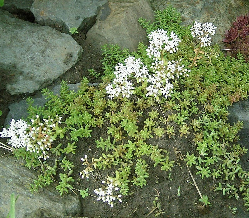 Sedum Album Flower seeds for Planting Low Maintenance Heirloom & GMO Free Seeds for Home Garden