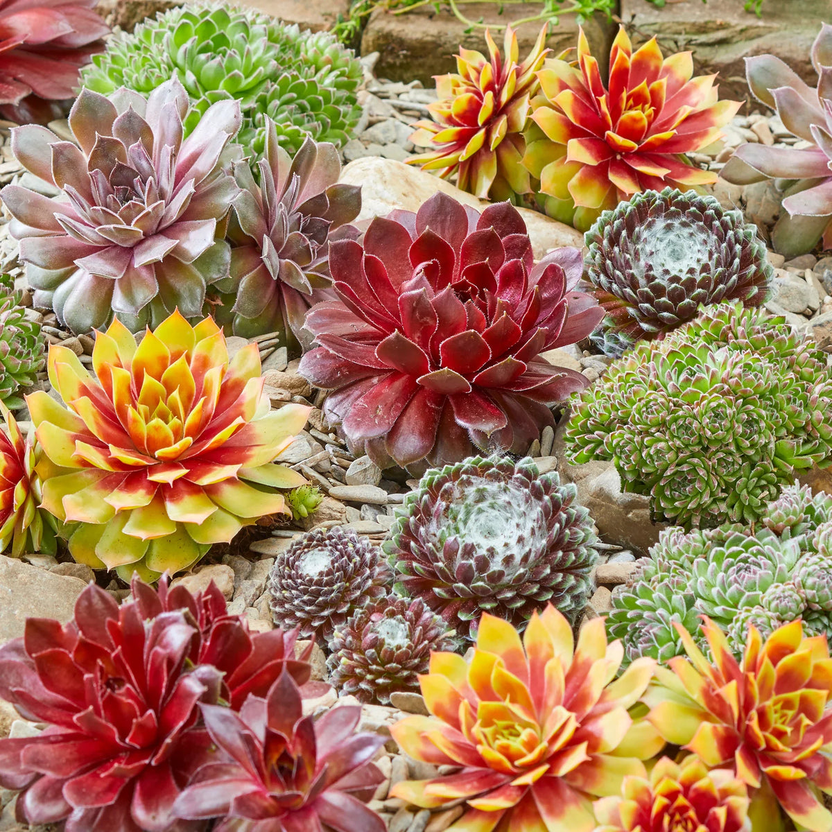 Mixed Sempervivum Hybridum Flower seeds for Planting - Garden Favorite, Heirloom & GMO Free Seeds for Home Garden