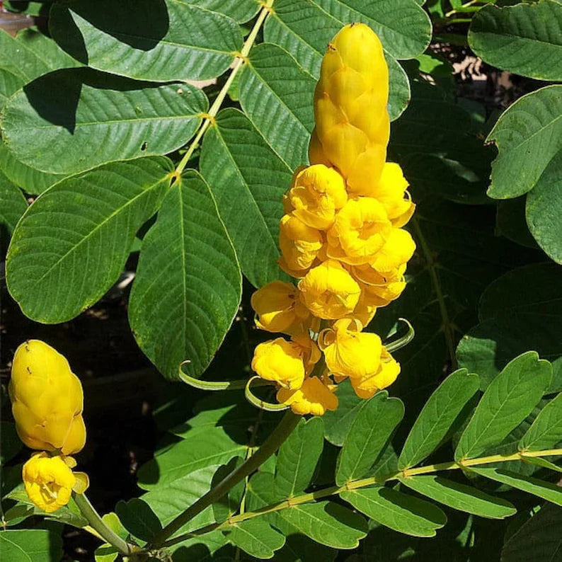 Senna Alata Flower seeds for Planting Low Maintenance Heirloom & GMO Free Seeds for Home Garden