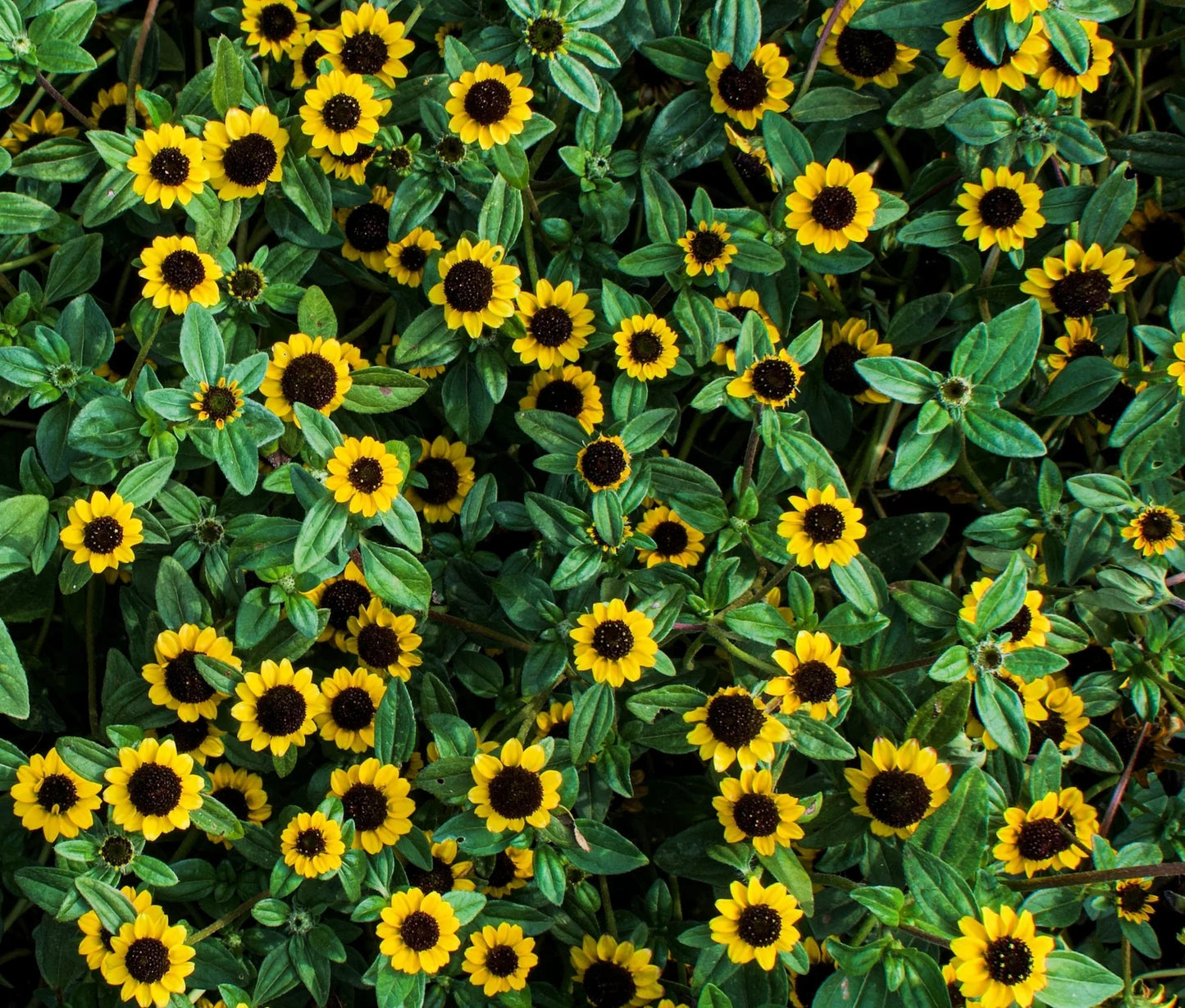 Yellow Creeping Zinnia Flower seeds for Planting Long Bloom Season Heirloom & GMO Free Seeds for Home Garden