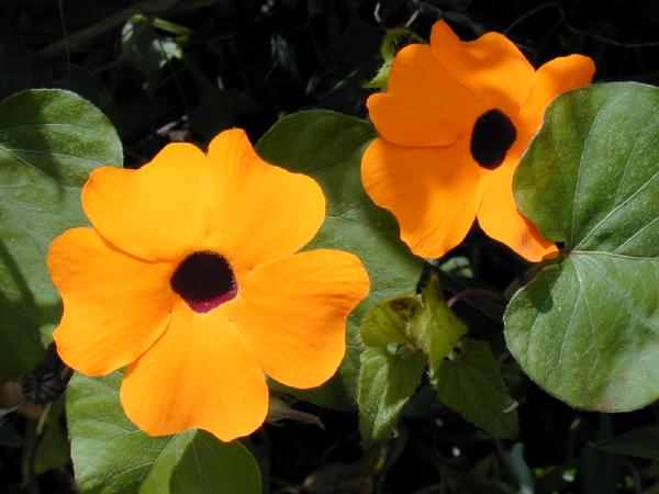 Thunbergia Flower seeds for Planting Drought Tolerant Heirloom & GMO Free Seeds for Home Garden