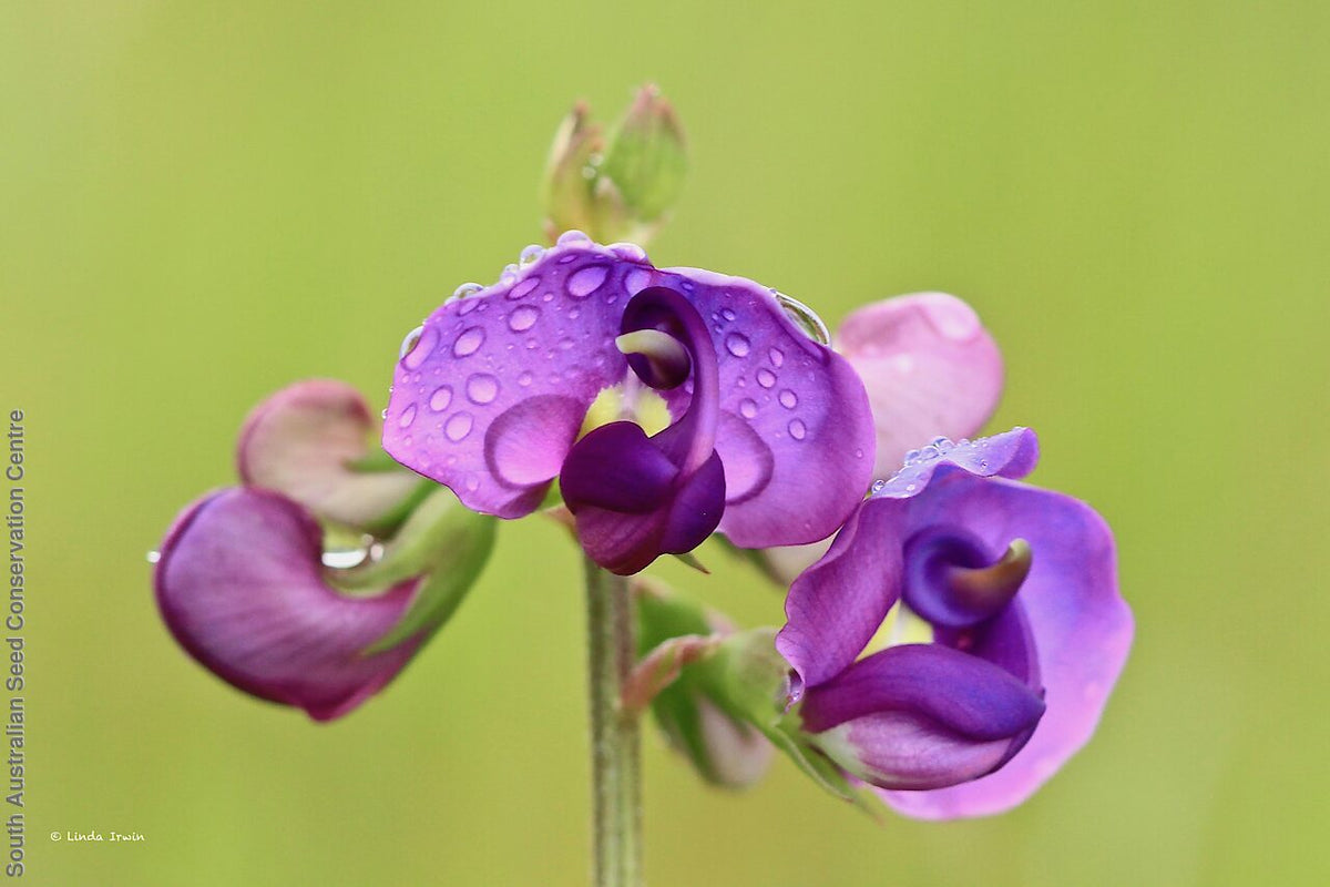 Heirloom Swainsonia Flower seeds for Planting Seasonal Bloomer Heirloom & GMO Free Seeds for Home Garden