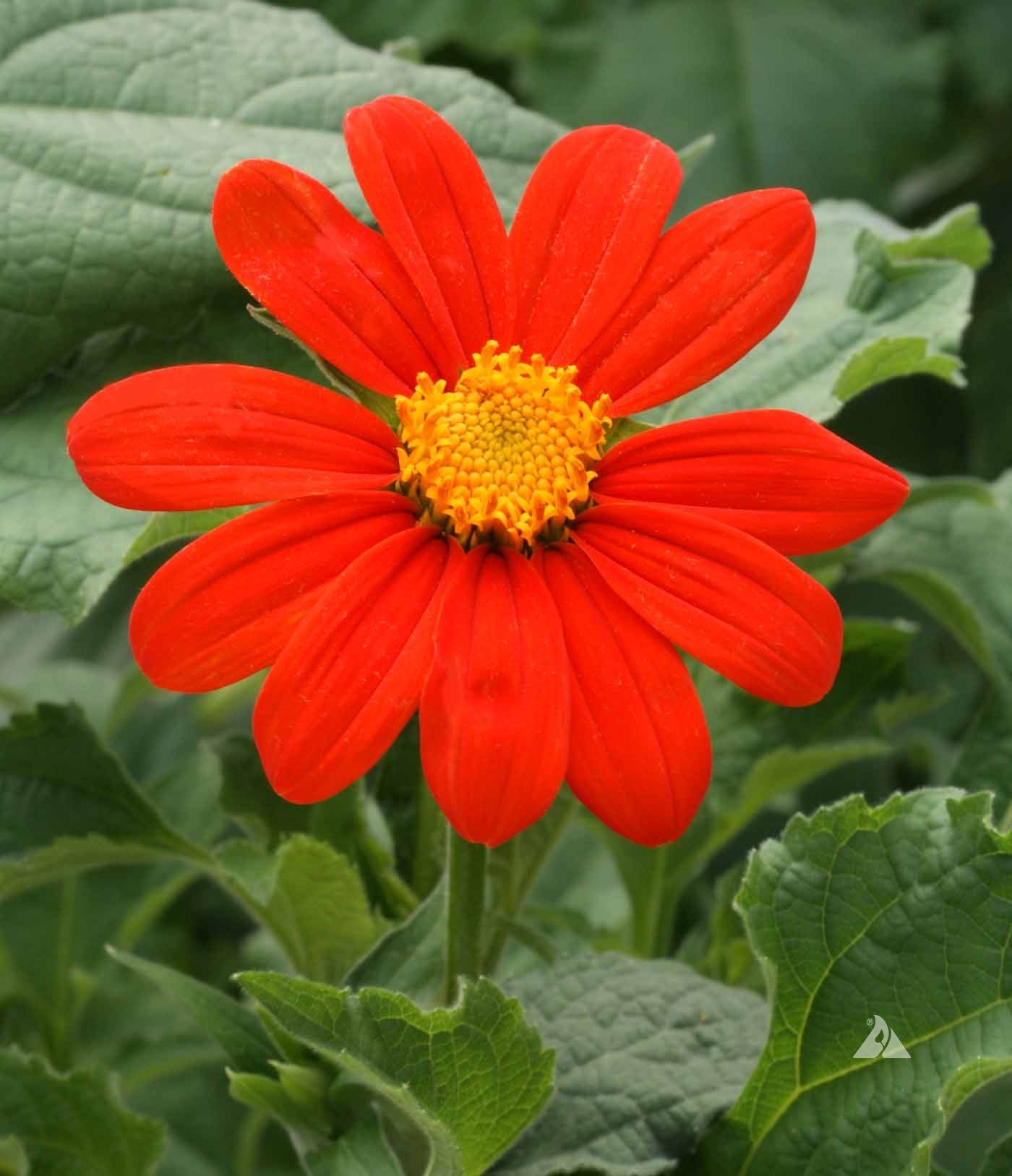 Heirloom Mexican Flower seeds for Planting Cut Flower Favorite Heirloom & GMO Free Seeds for Home Garden