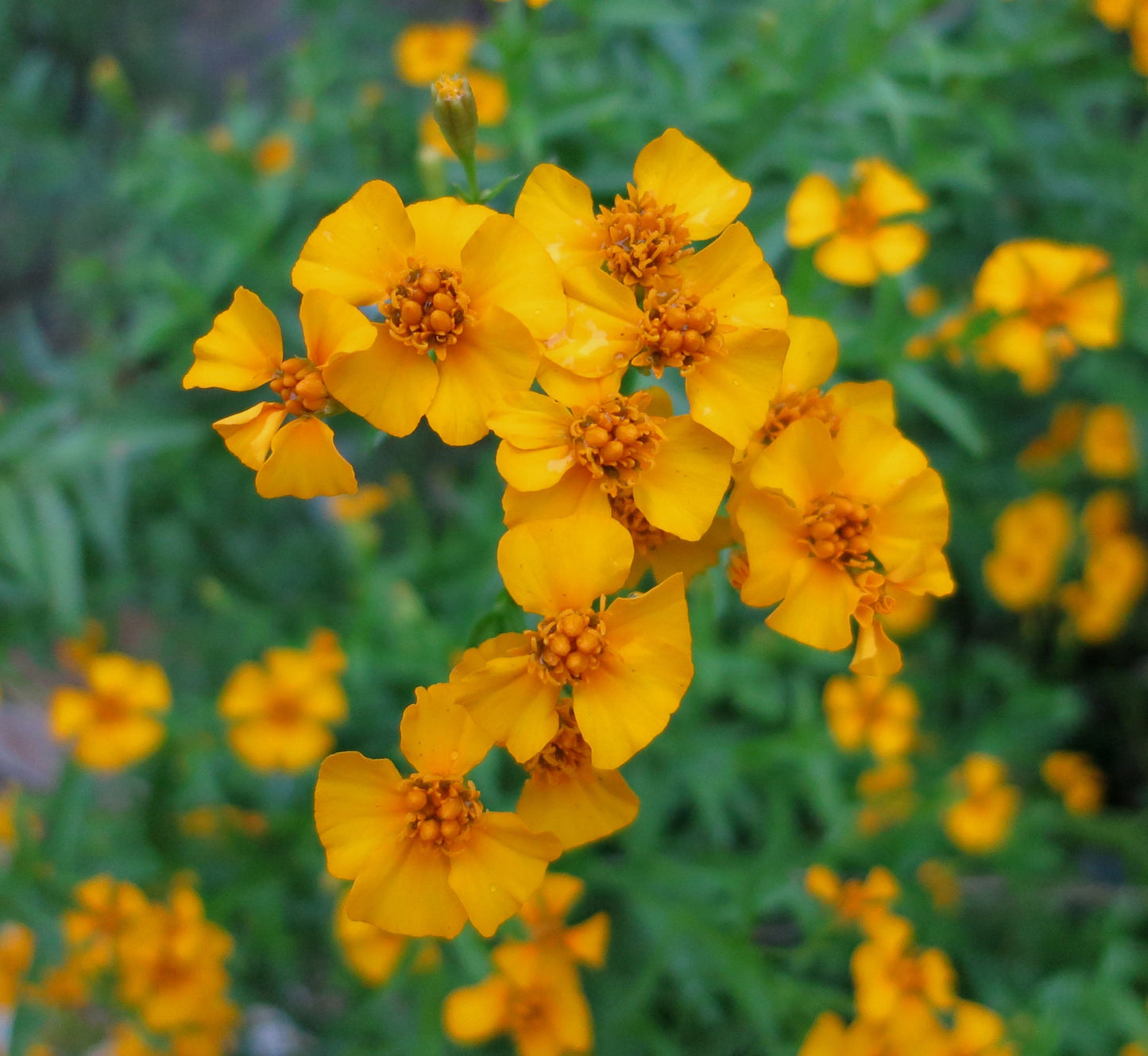 Mint Marigold Flower seeds for Planting Shade Tolerant Heirloom & GMO Free Seeds for Home Garden