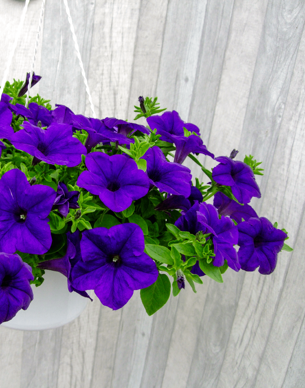 Blue Petunia Wave Flower seeds for Planting - Perfect for Borders, Heirloom & GMO Free Seeds for Home Garden