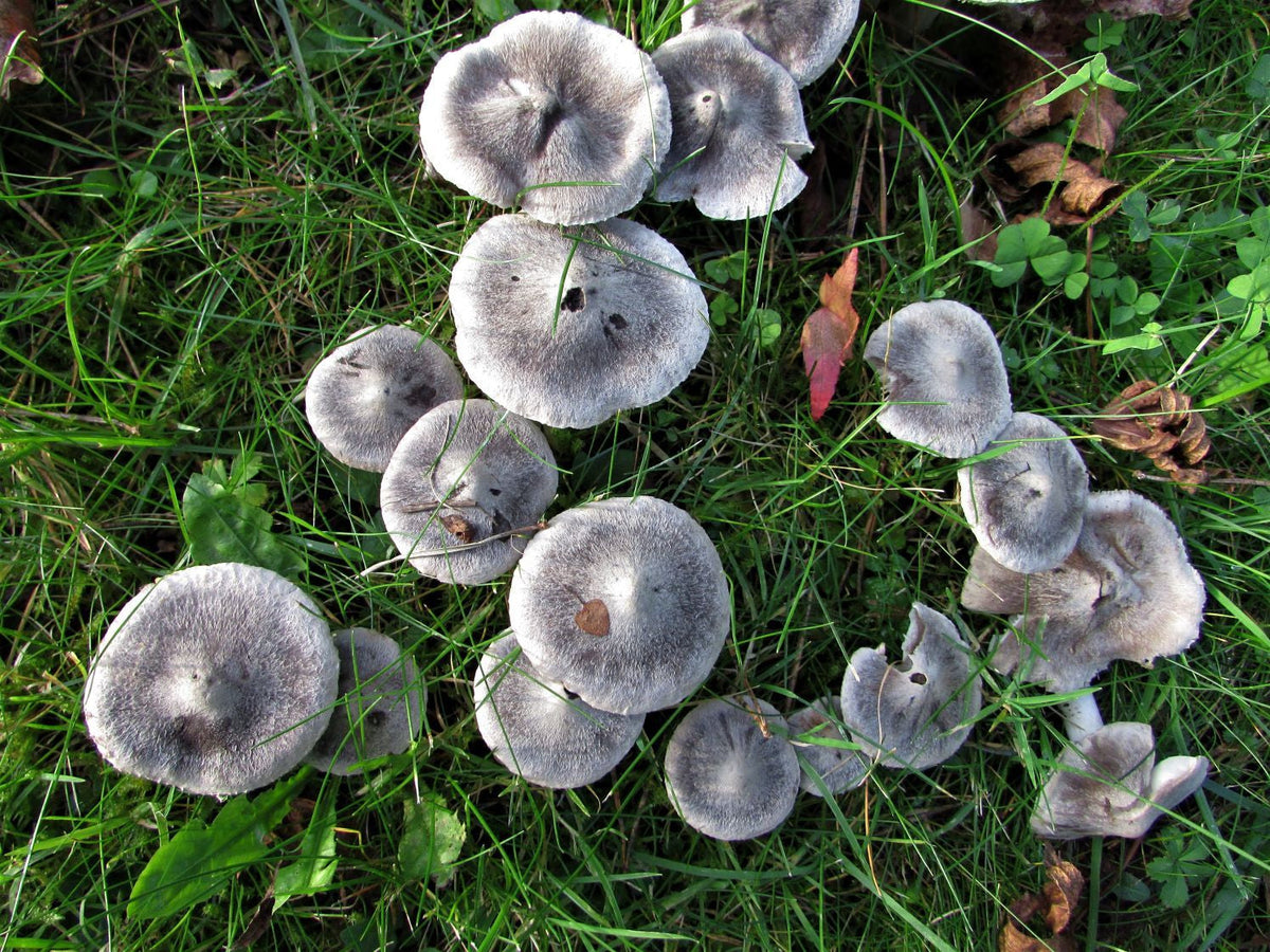 Dark Gray Mushroom Planting Seeds