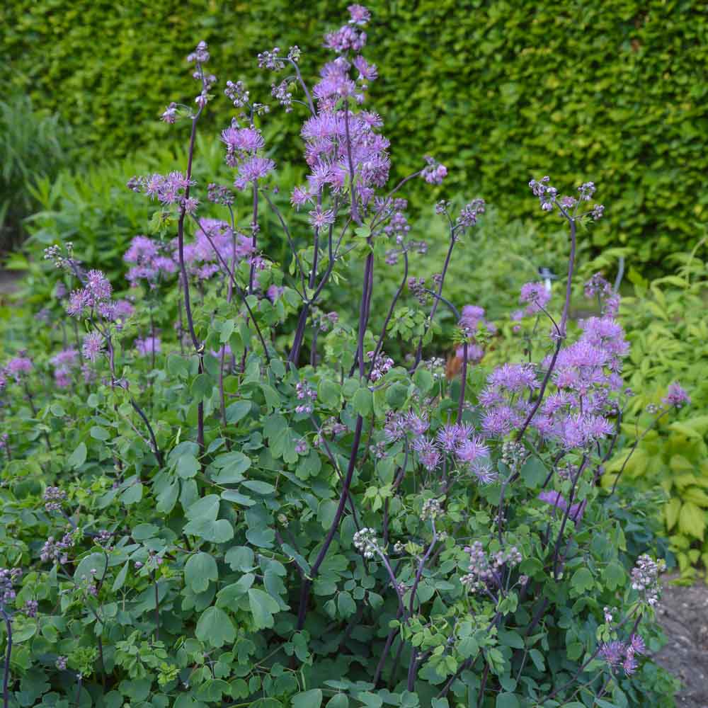 MeadowRue Flower seeds for Planting Compact Growth Heirloom & GMO Free Seeds for Home Garden
