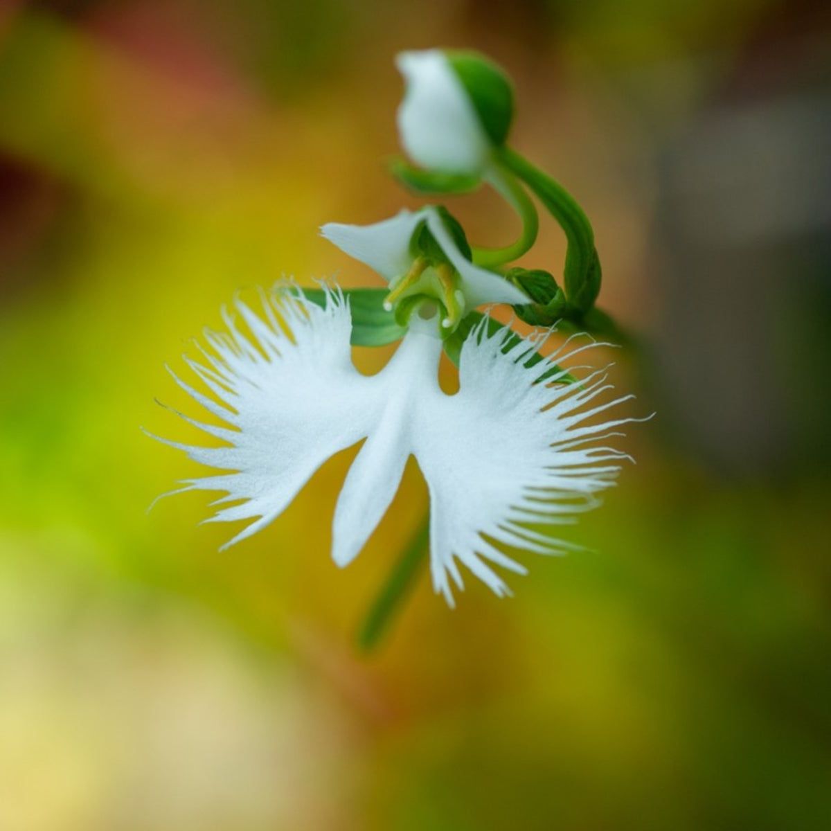 Egret Flower seeds for Planting Sun Loving Heirloom & GMO Free Seeds for Home Garden