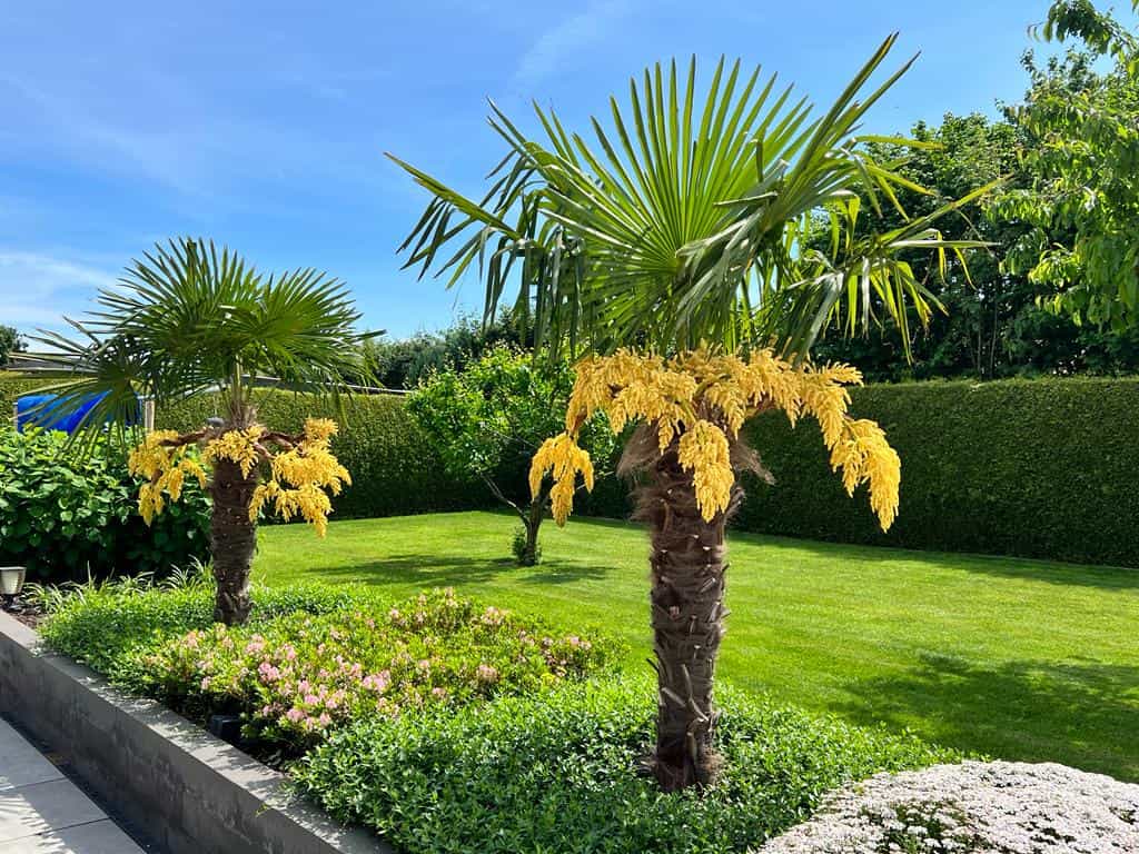 Heirloom Trachycarpus Flower seeds for Planting Seasonal Bloomer Heirloom & GMO Free Seeds for Home Garden