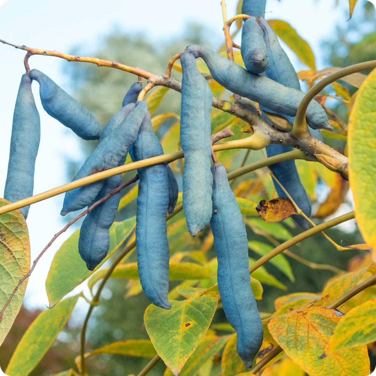 Blue Sausage Fruit (Decaisnea fargesii) Edible & Ornamental Tree Shrub Seeds