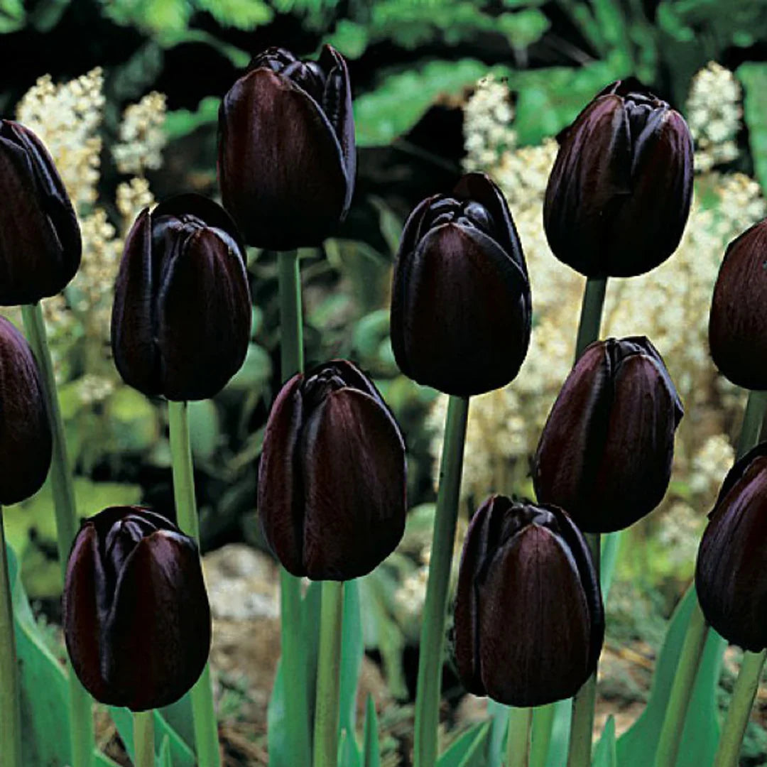 Black Tulip Flower seeds for Planting - Easy to Grow, Heirloom & GMO Free Seeds for Home Garden