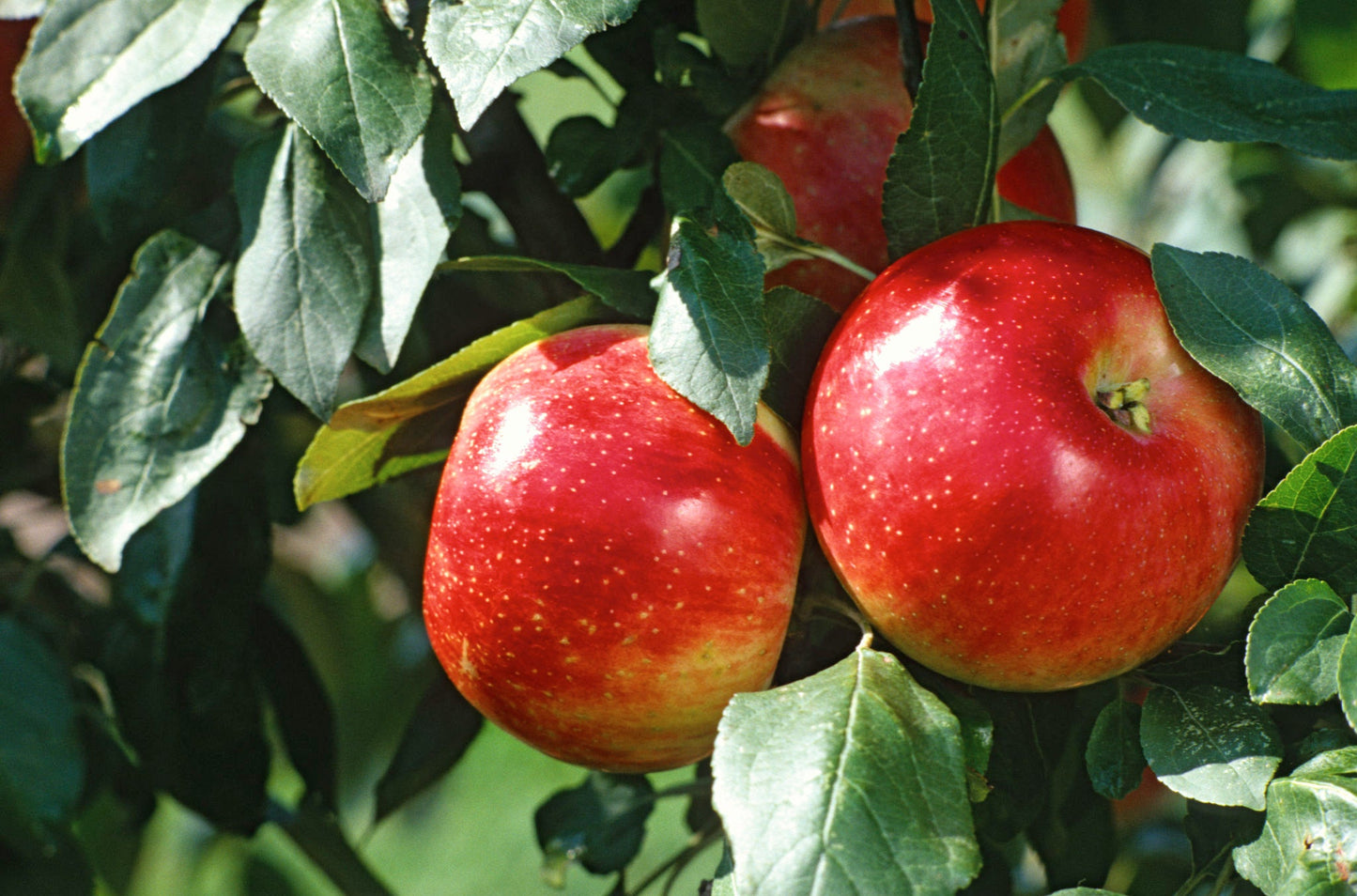 Apple Seed Planting Mix for Home Gardens - Evergrowseeds