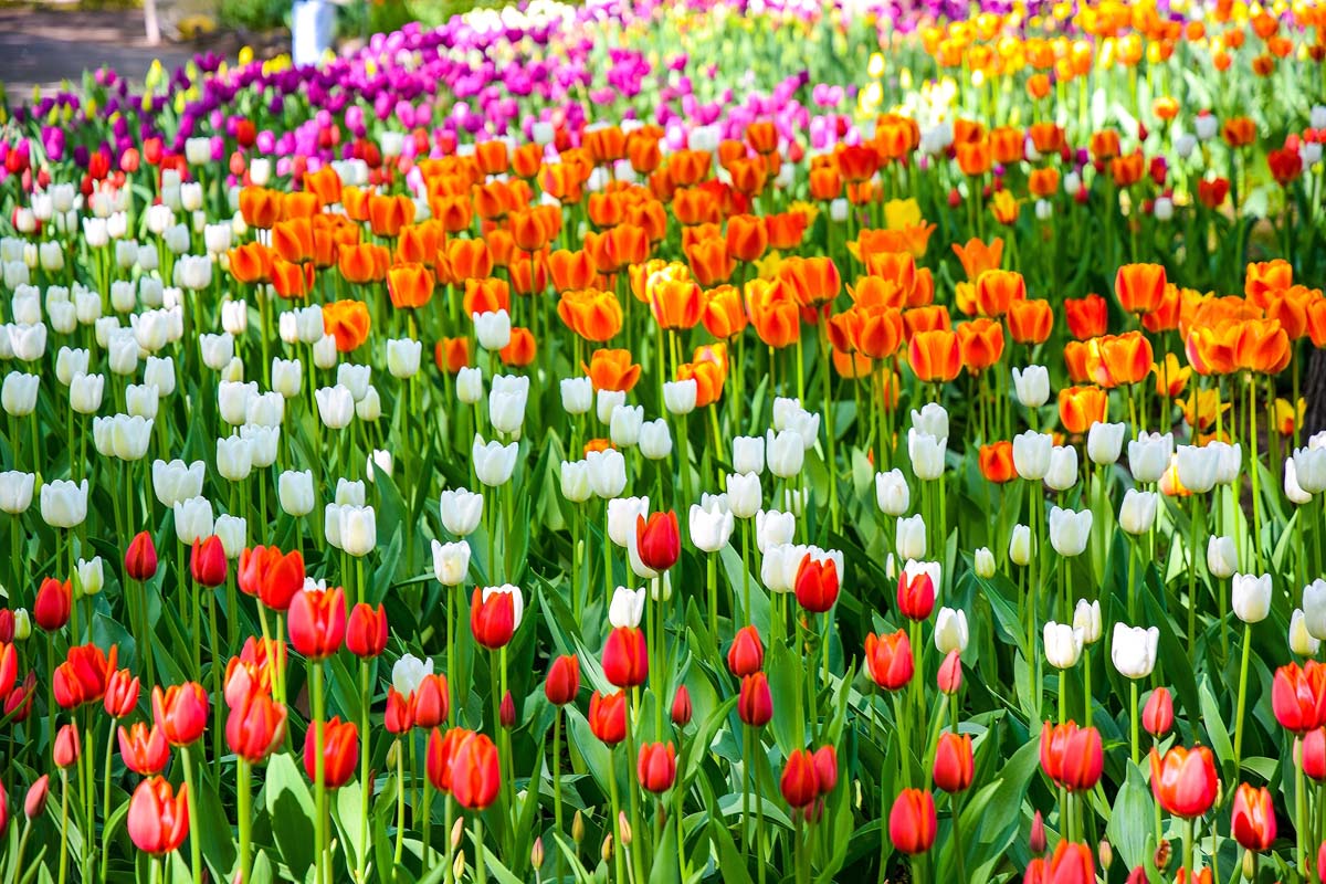 Tulip Flower seeds for Planting, Colorful Display Heirloom & GMO Free Seeds for Home Garden