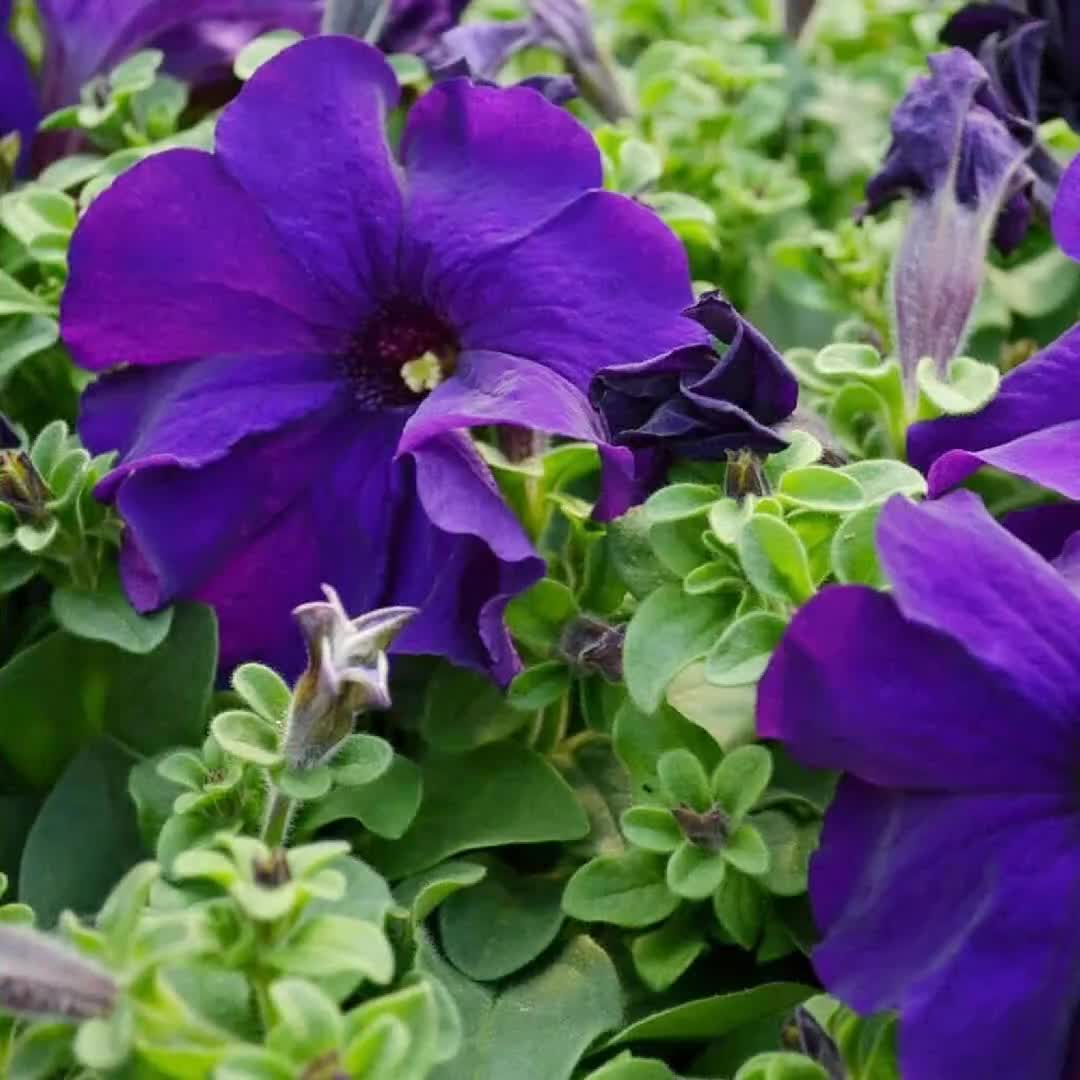 Blue Mandevilla Sanderi Flower seeds for Planting - Cottage Garden Essential, Heirloom & GMO Free Seeds for Home Garden