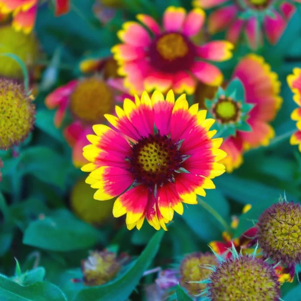 Gaillardia Flower seeds for Planting Vibrant Colors Heirloom & GMO Free Seeds for Home Garden