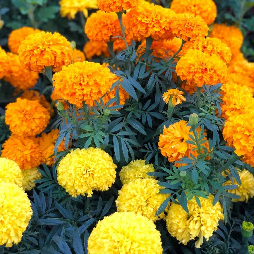 Marigold Flower seeds for Planting - Wildflower Mix, Heirloom & GMO Free Seeds for Home Garden