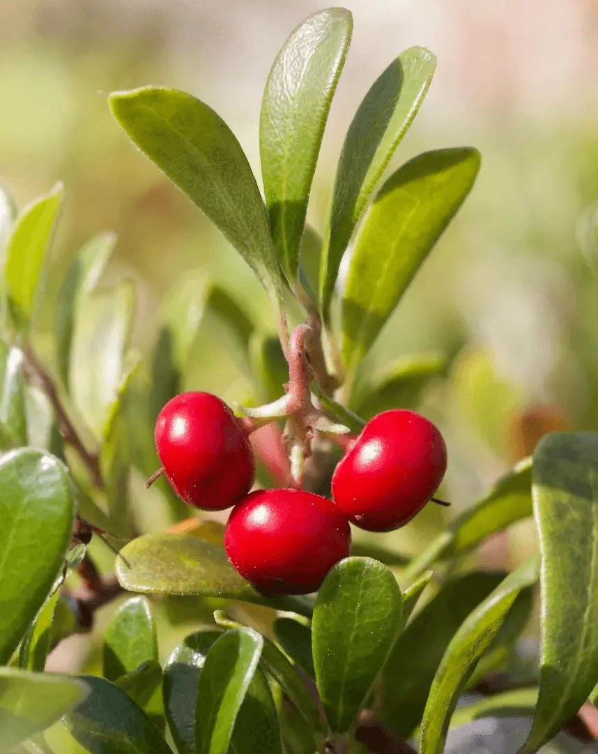 Bearberry Seeds for Groundcover Planting