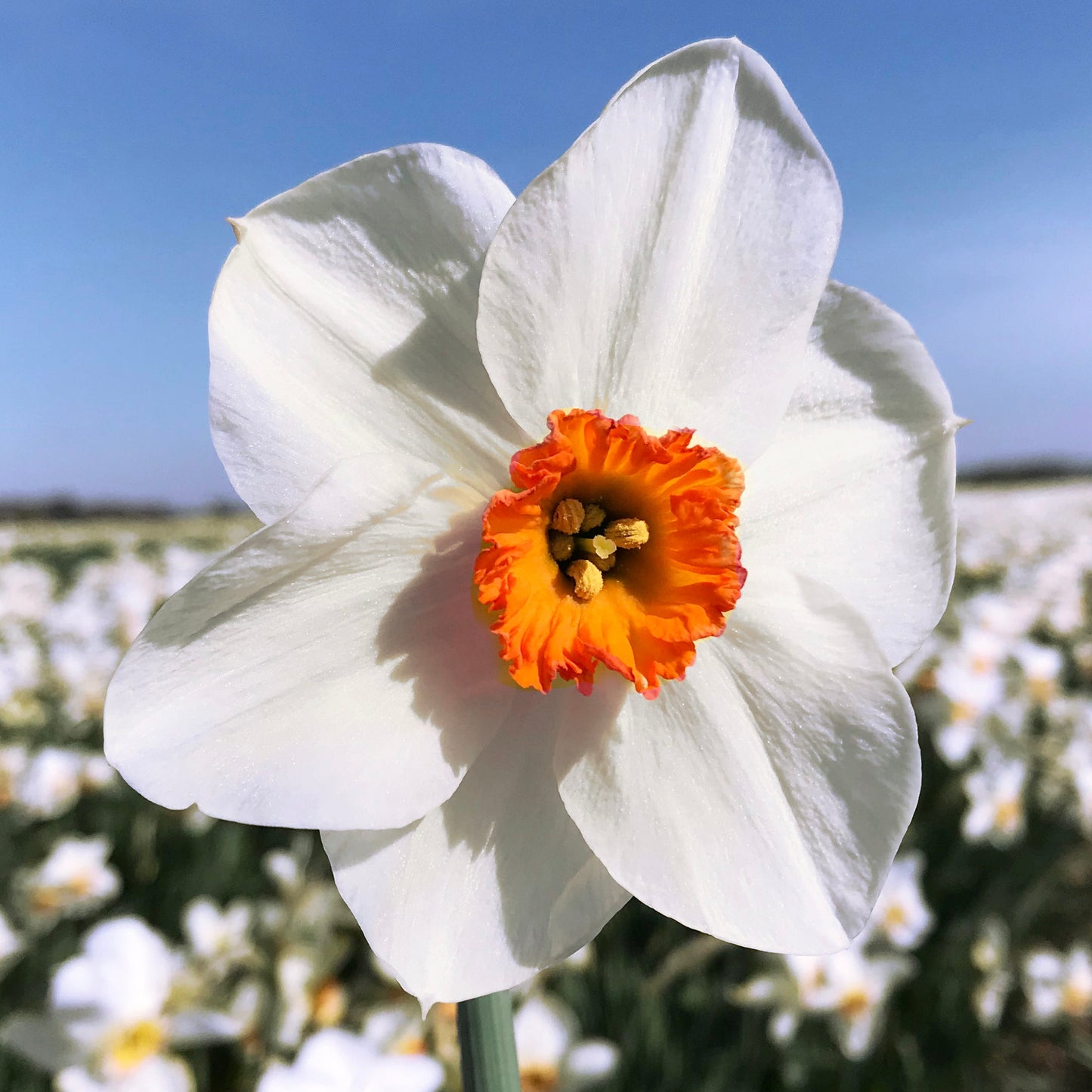 White and Orange Daffodil Seeds for Planting