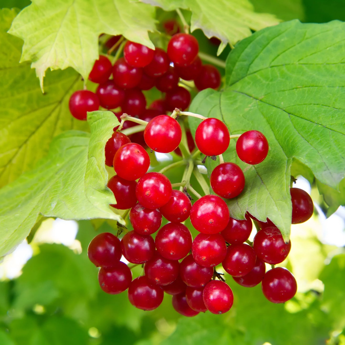 European Cranberry / Snowball Tree (Viburnum opulus) Seeds – Red Fruit & White Flowers