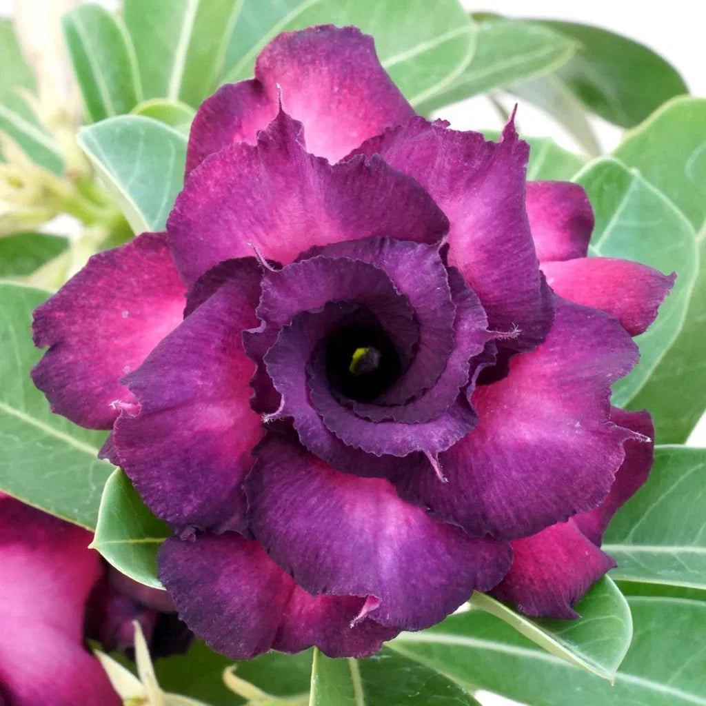 Violet Pink Adenium Obesum Flower seeds for Planting Sun Loving Heirloom & GMO Free Seeds for Home Garden