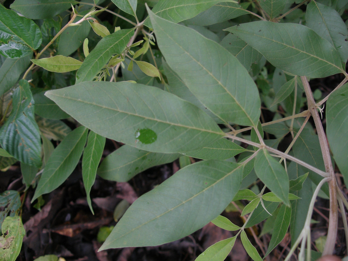Vitex Negundo Planting Seeds - Premium Quality Foliage Shrub For Lush Greenery And Aromatic